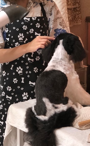 ドッグサロン オハナ