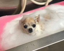 B級ライセンストリマー