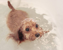 スペシャルバス